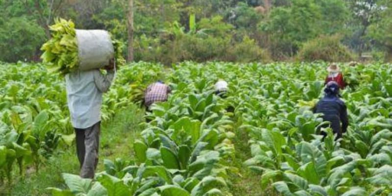 Production du tabac : Le Zimbabwe, premier exportateur africain ambitionne de produire 300.000 tonnes lors de la campagne 2024-2025