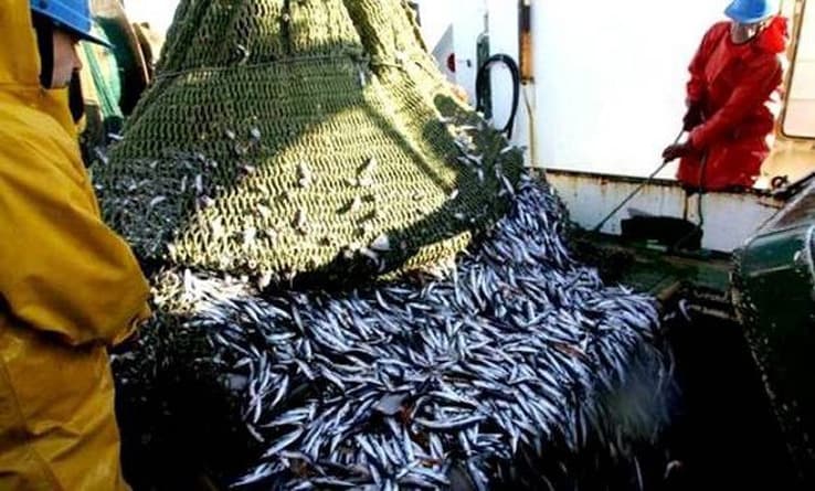 Algérie : Le gouvernement veut accroitre sa capacité de production de poissons