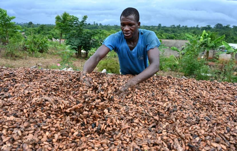 Ghana : Le prix du cacao passe de 3.100 dollars à 5.040 dollars, une hausse de 62,58 %