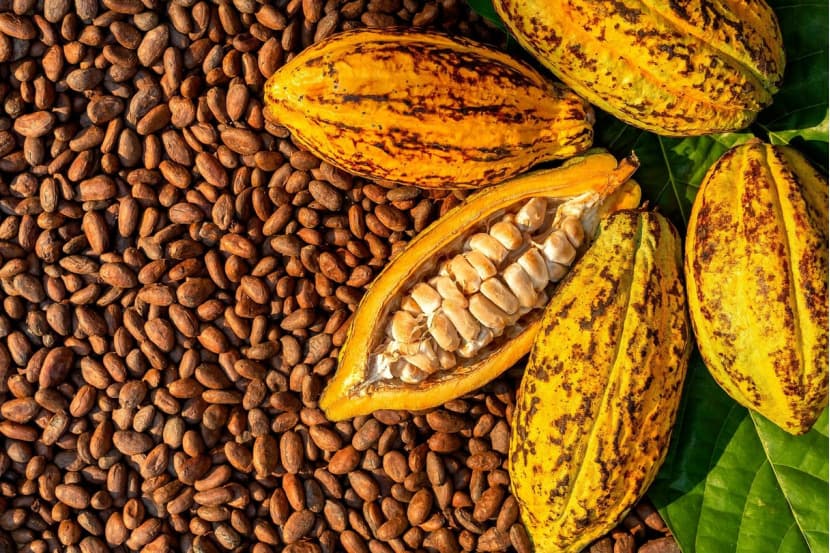 Ghana : Le prix du cacao fixé à 3,92 euros le kg, soit une augmentation de 12,3 % pour la campagne 2025-2026