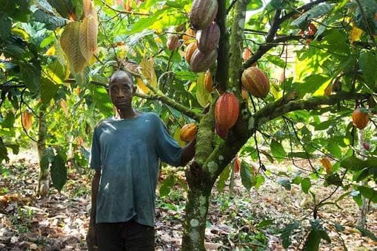 Côte d’Ivoire : Face à la pression internationale, les autorités  généralisent la norme ARS 1000 pour garantir un cacao 100 % durable et traçable