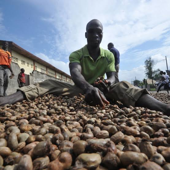 Côte d&rsquo;Ivoire : Noix de cajou, le kilogramme recule à 400 Fcfa dans un marché mondial sous tension