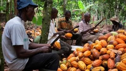 Ghana : Crise du cacao, Accra baisse brutalement le prix payé aux producteurs face à la chute des cours mondiaux