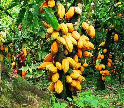 Côte d’Ivoire : Le cacao s’effondre, l’or s’envole