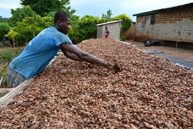 Côte d’Ivoire : Chute brutale du prix du cacao, le kilo passe de 2 800 à 1 200 FCFA, soit une baisse de 57,14%