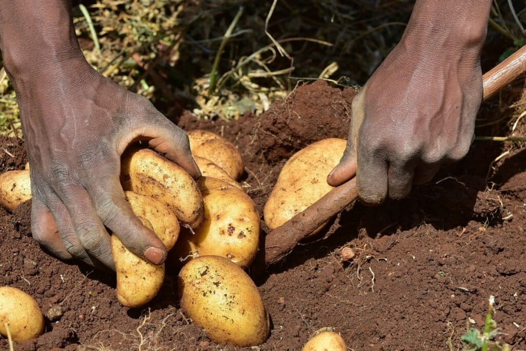 Afrique du Sud : une nouvelle technologie semencière pourrait transformer la filière pomme de terre