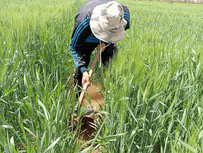 Maroc : L’agriculture porte une croissance qui ralentit