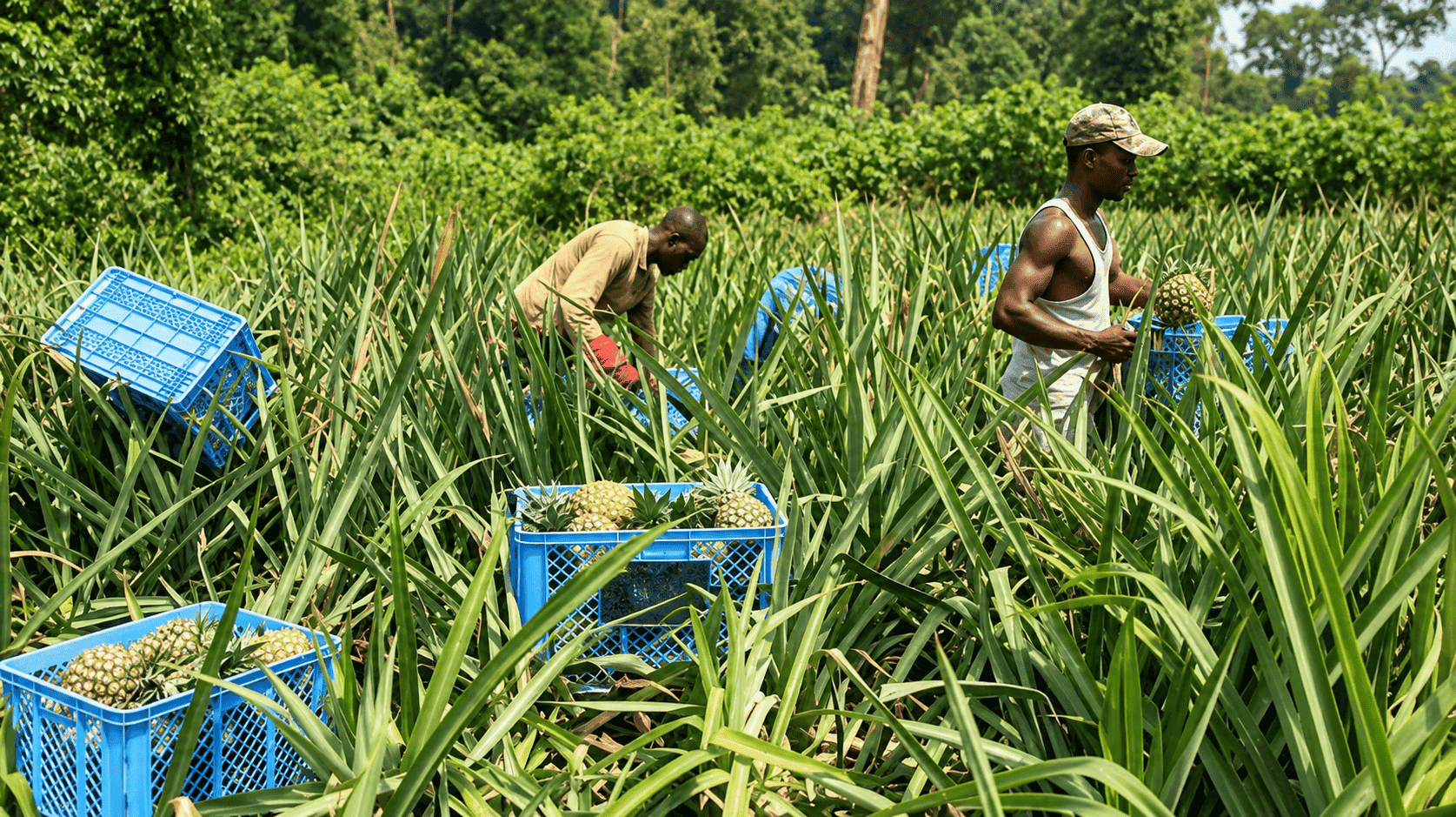 Cameroun : AgriConnect veut mobiliser 1,87 milliard de dollars pour huit filières agricoles