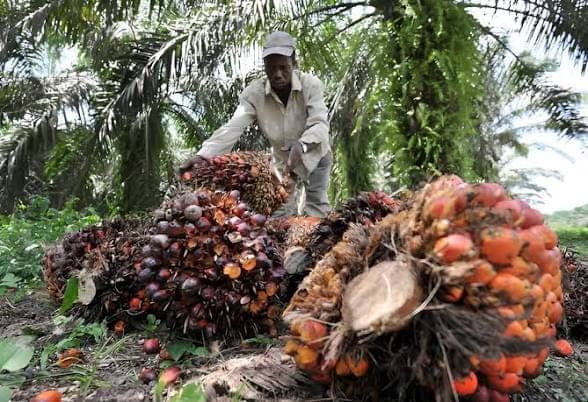 Côte d’Ivoire : Le palmier à huile et le coco au cœur d’un plan d’investissement de 1077 milliards FCFA pour accélérer la création de valeur