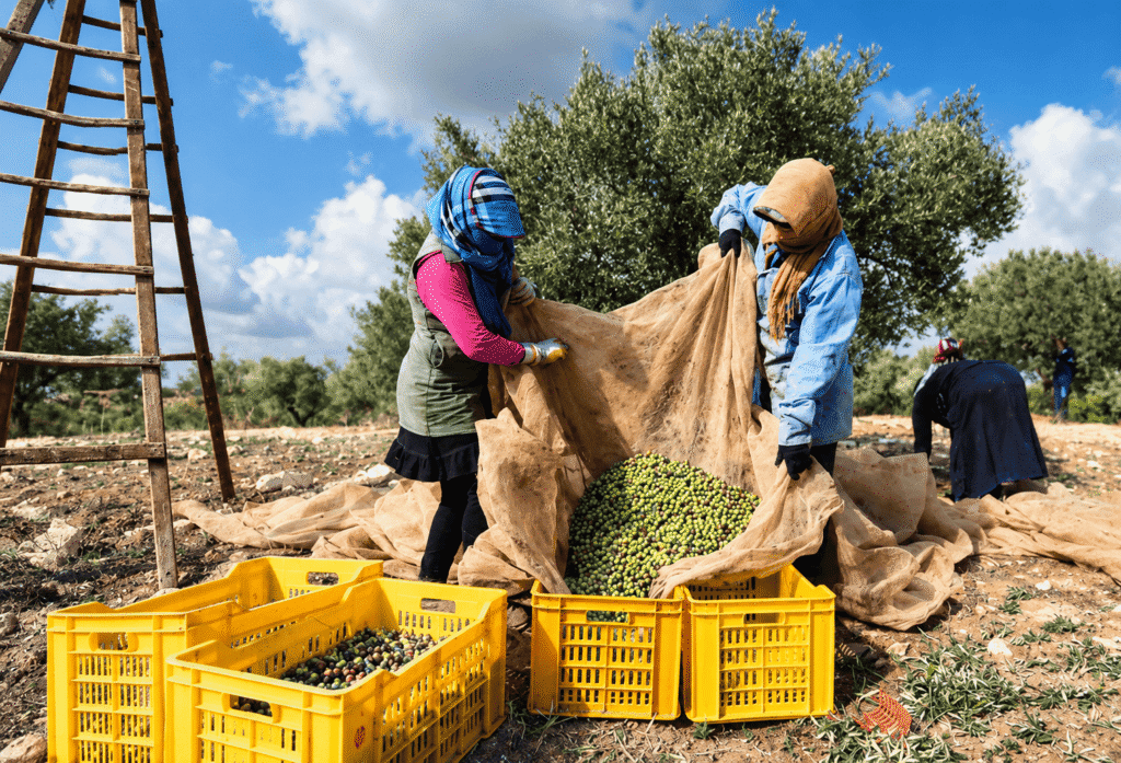 Tunisie : 150 millions de dinars mobilisés pour soutenir les achats d’huile d’olive de la campagne 2026-2027